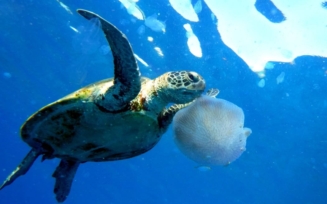 This handout photo taken in Australia on April 25, 2018 and released  on May 21, 2018 by the International Union for Conservation of Nature (IUCN) shows the Green Turtle. - Animal and plant species are vanishing -- sometimes before we know they exist -- at an accelerating pace, but conservationists are pushing back against the juggernaut of mass extinction. From captive breeding to satellite tracking; restoring habitats to removing predators; shaming multinationals to nursing baby pandas and orangutans -- in all these ways, scientists and other have given doomed creatures a second chance. (Photo by James Hardcastle / International Union for Conservation of Nature (IUCN) / AFP) / RESTRICTED TO EDITORIAL USE - MANDATORY CREDIT "AFP PHOTO / IUCN/JAMES HARDCASTLE" - NO MARKETING NO ADVERTISING CAMPAIGNS - DISTRIBUTED AS A SERVICE TO CLIENTS