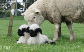 Lamb this cute and expensive is off the menu