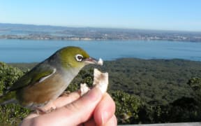 Bird Feeding - Josie Galbraith