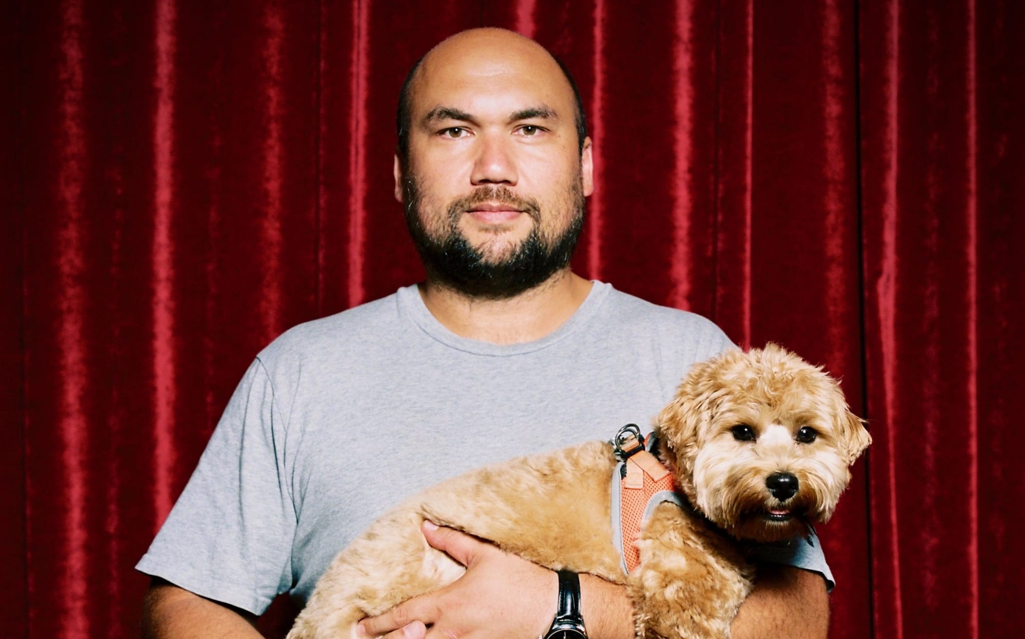 Casually dressed man holding a cute West Highland terrier dog in front of a red velvet curtain