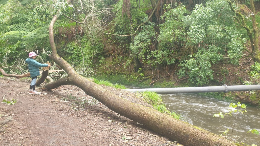 A mature eucalyptus tree fell just metres from an exposed sewer pipe crossing the Huatoki River in New Plymouth.