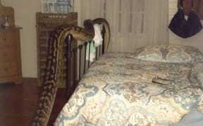 Monty the python displays his impressive length at Trina Hibberd's Mission Beach house, south of Cairns.