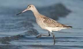 Bar-tailed godwit