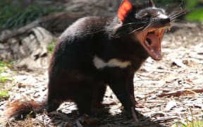 Tasmanian devils are the largest surviving carnivorous marsupial, and are know for their unearthly screams and howls as they squabble with each other over carcasses.
