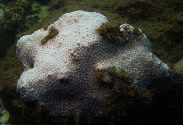 Coral bleaching in Sydney Harbour.