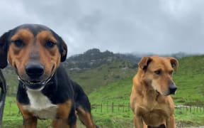 Dan's dogs Bruce and Jinx came along for the adventure with Country Life.