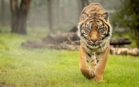 Hamilton Zoo's Sumatran tiger Mencali was euthanised on Tuesday at the age of 23.