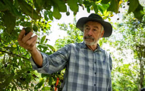 Plant breeder Bruce Topp and his colleague named the plum "Queen" for Queensland and "Garnet" for its flesh. (ABC Landline: Cameron Lang)