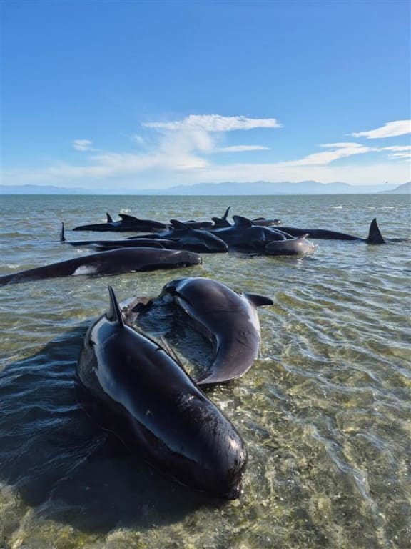 Whales stranded in shallow waters.