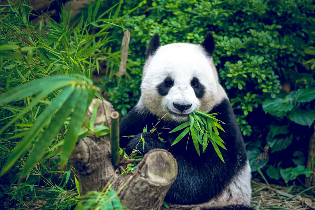 Me? A carnivore? A study has found the protein and carbohydrate content of a panda's diet looks surprisingly like that of a hypercarnivore.