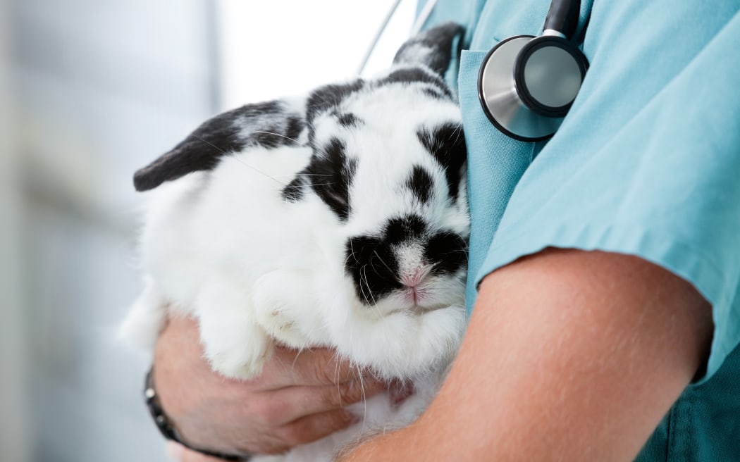 17158882 - mid section of male veterinarian doctor carrying a rabbit