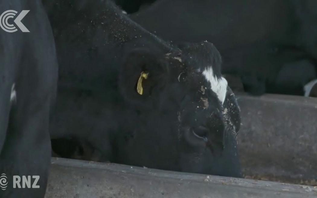 Farmer told 'to watch my back' over M bovis infection: RNZ Checkpoint