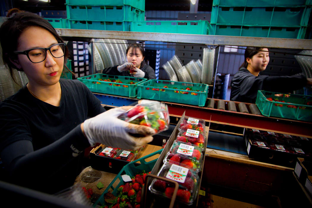 Workers process strawberries in the Glass House Mountains in Queensland on September 20, 2018.