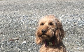 Eliza the missing spoodle
