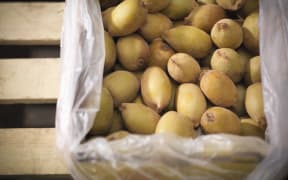 Zespri expects a lift in gold kiwifruit production next year.