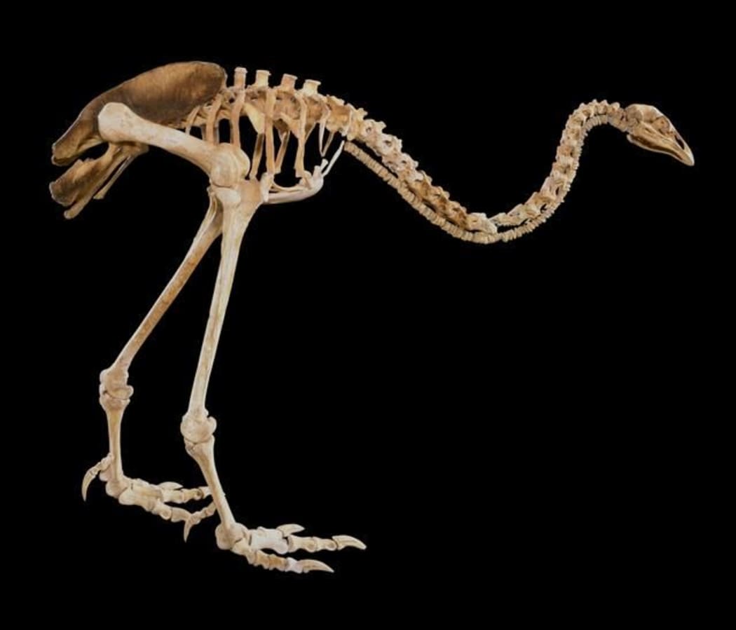 Skeleton of upland Moa, Megalapteryx didinus