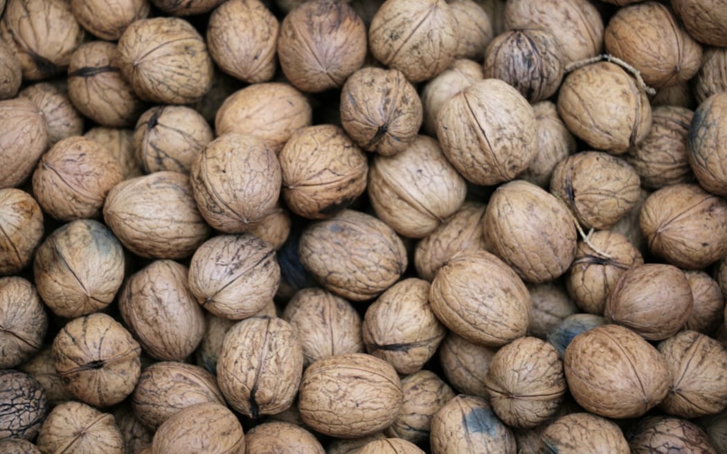 Walnut harvesting at Lightfoot Walnuts