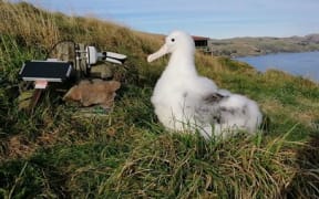 Albatross and Karere on cam