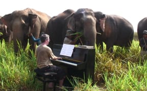 Pianist Paul Barton performs for elephants in Thailand