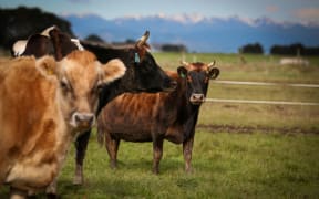 Organic Jersey cow on a Rongotea farm.