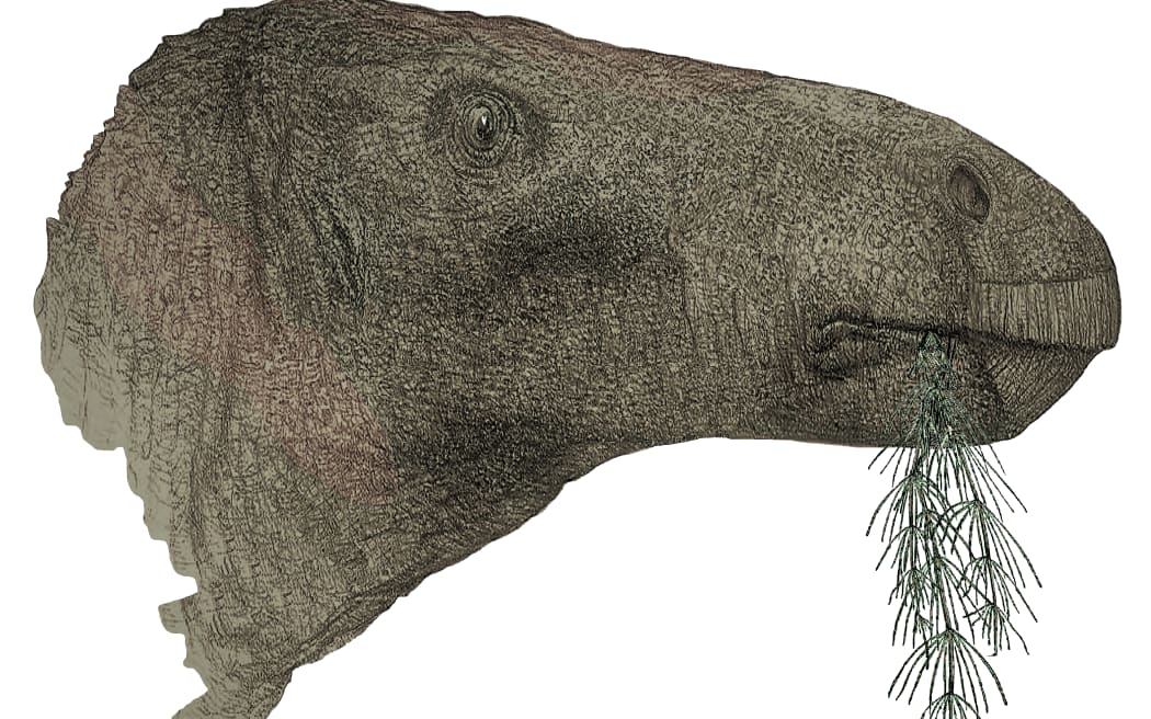 An artist's impression of one of the species that Dr Jeremy Lockwood helped to identify - comptonatus chasei