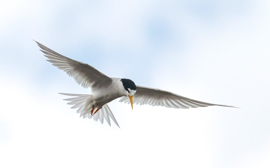 New Zealand's rarest bird, the tara iti or fairy tern, in flight.