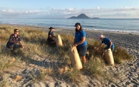 The Coastlands Plant nursery team collecting spinifex seed heads at a local Whakatāne beach.