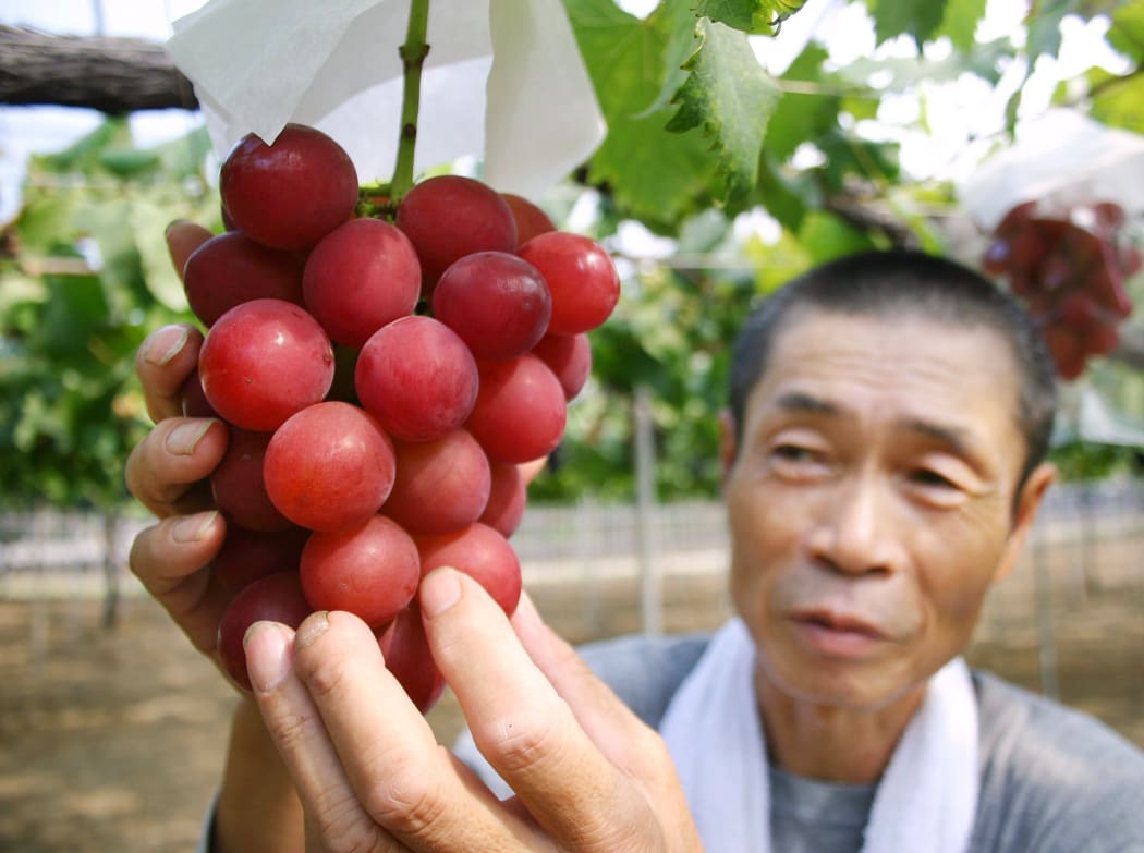 Japanese farmer Tsutomu Takemori displays a bunch of Ruby Roman grapes in 2008.The variety has been developed over the last 14 years and is grown in Ishikawa province.