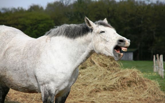 horse's mouth