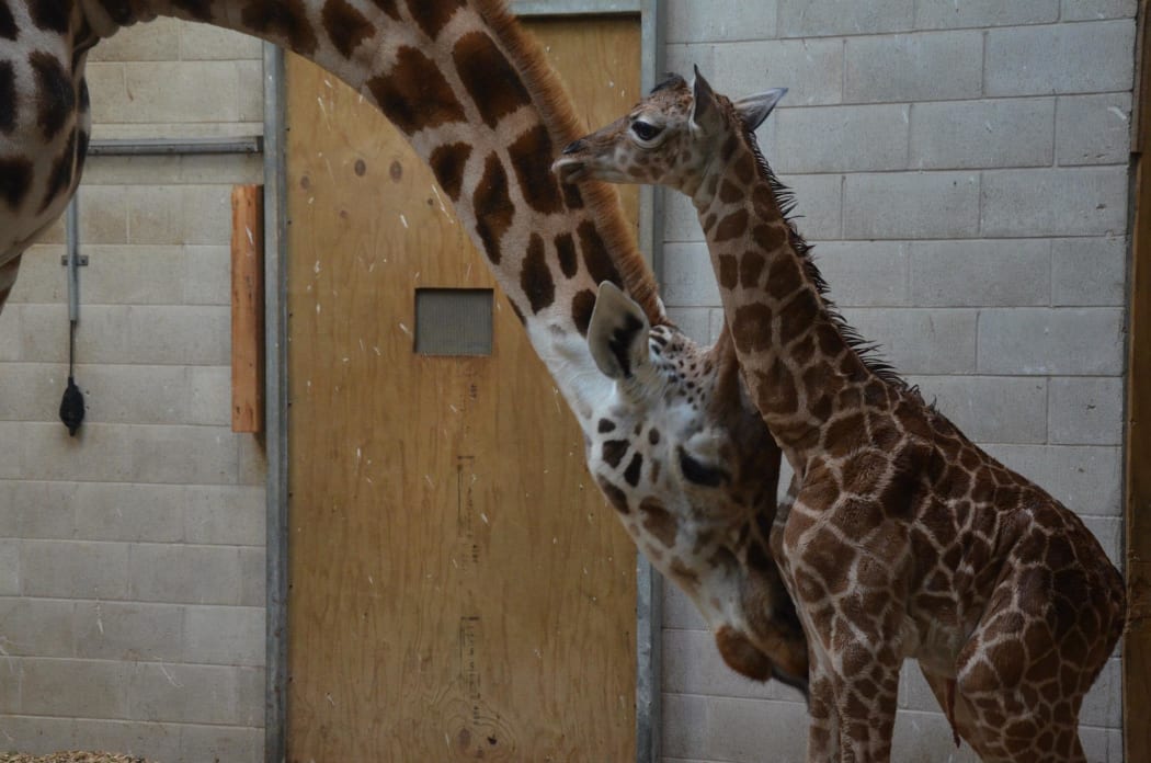 Giraffes give birth standing up, with their calves dropping to the ground from a height of about six feet.