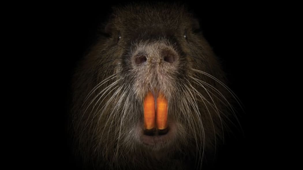 Swamp Rat from movie poster for "Rodents of Unusual Size"