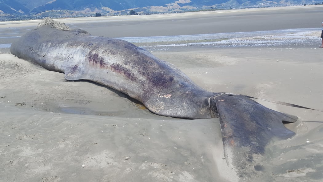 The dead sperm whale that washed up on Rabbit Island on December 30, 2016. It was still there on January 9.