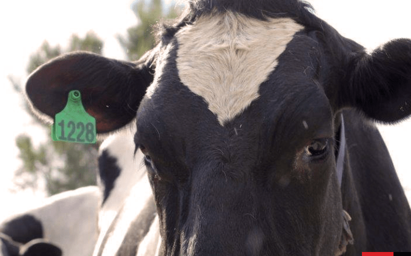 Dairy Doldrums in Australia | RNZ