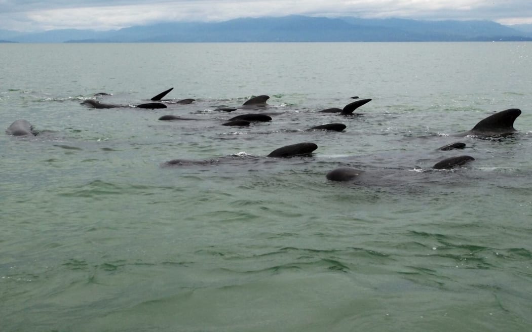 A pod of pilot whales near Port Levy,  Banks Peninsula