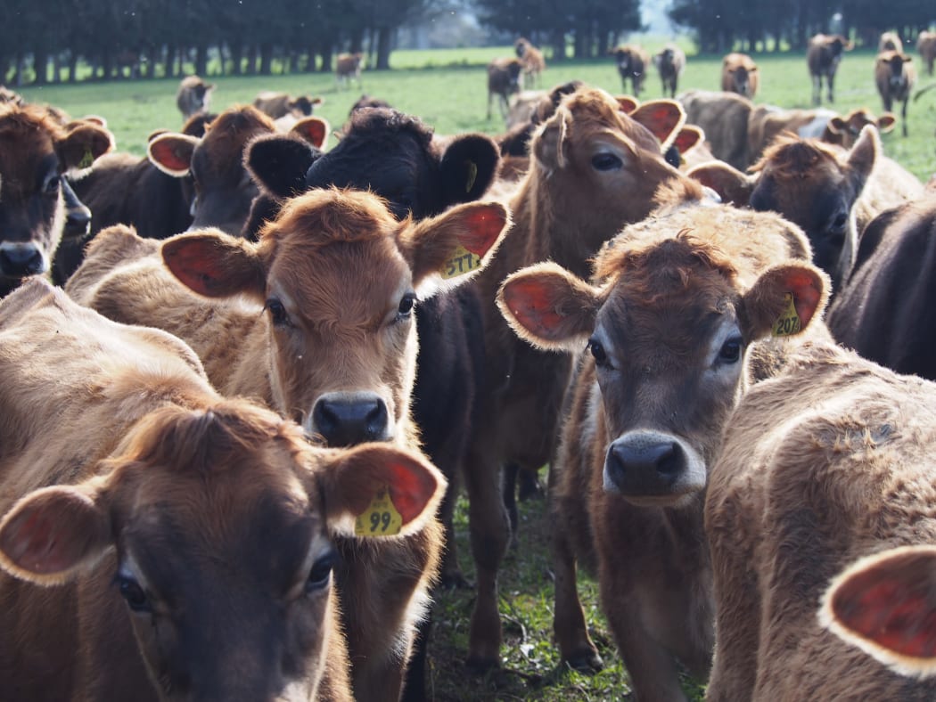 Dairy Heifers