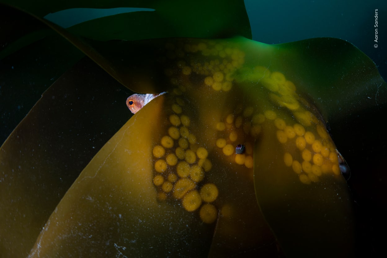 Wildlife Photographer 2026 winners capture powerful images of the ...