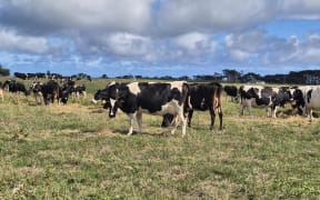 Dairy cows grazing on supplementary feed in Taranaki.