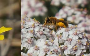 These native bees, from two different genera, both have full pollen sacs on their legs. The Lasioglossum species (left) is on a native Ranunculus flower, and Leioproctus fulvescens (right) is on an introduced Achillea flower.