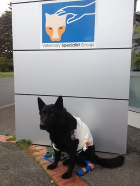 Injured police dog Gus.