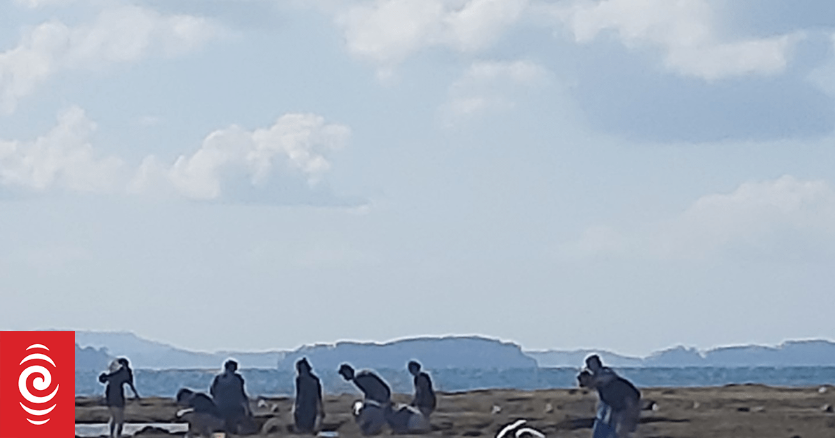 Government considering ban on rock pool harvesting in Auckland