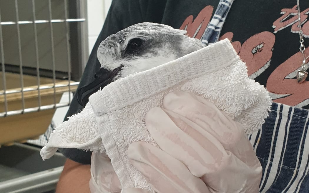 A seabird is held in a towel by a person wearing gloves and an apron.