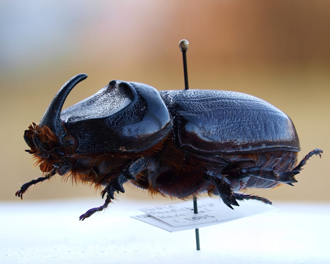A male oryctes rhinoceros