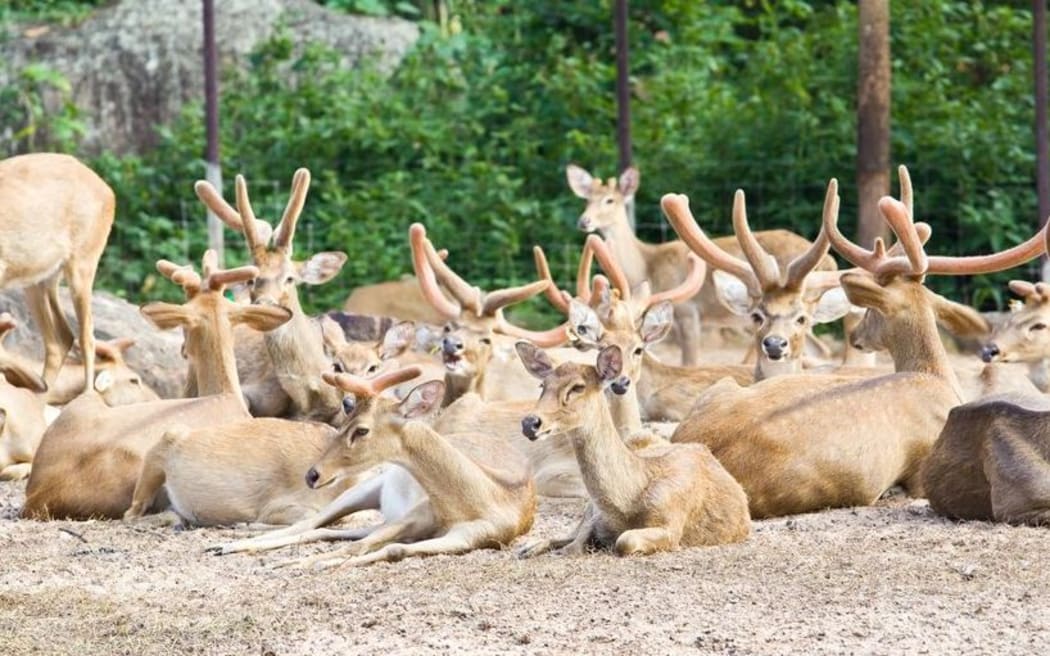 The Government has approved two new primary growth research partnerships, with the deer and red meat industries.