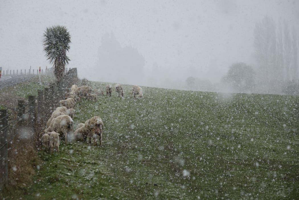 Livestock holding out on a farm near Waihola, Otago as the frost kicks in during a wintry blast on 29 September, 2020.