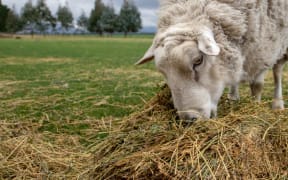 A ram eats lucerne hay as a supplementary feed in the winter time on a lifestyle block