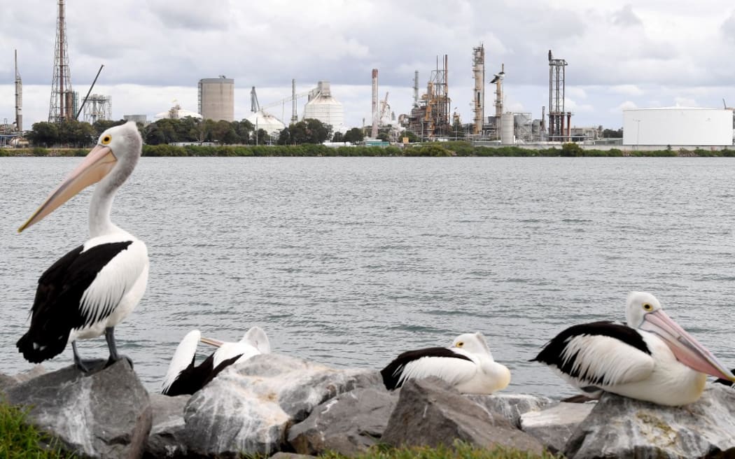 This picture taken on November 4, 2021 shows pelicans resting on rocks in front of industrial units along the port in Newcastle, the world's largest coal exporting port.