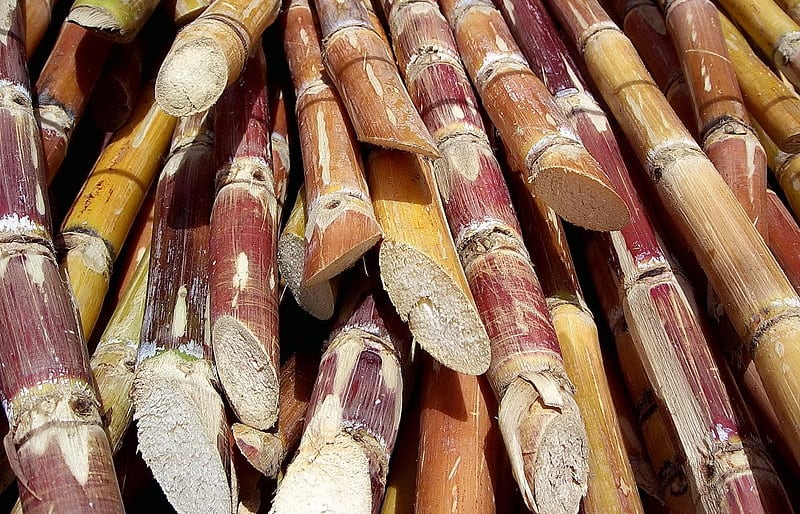 cut sugar cane 2006