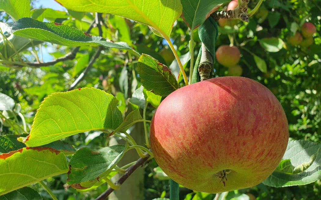The Cookes grow six varieties of apples on 10.5 hectares in the heart of Greytown.