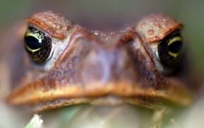 Cane Toad