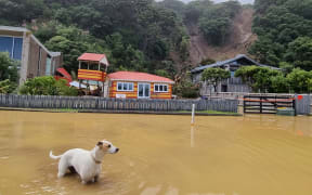 Red stickered homes at South Piha